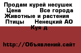 Продам курей несушек › Цена ­ 350 - Все города Животные и растения » Птицы   . Ненецкий АО,Куя д.